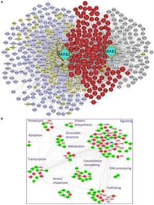 A Comprehensive View of the β-Arrestinome